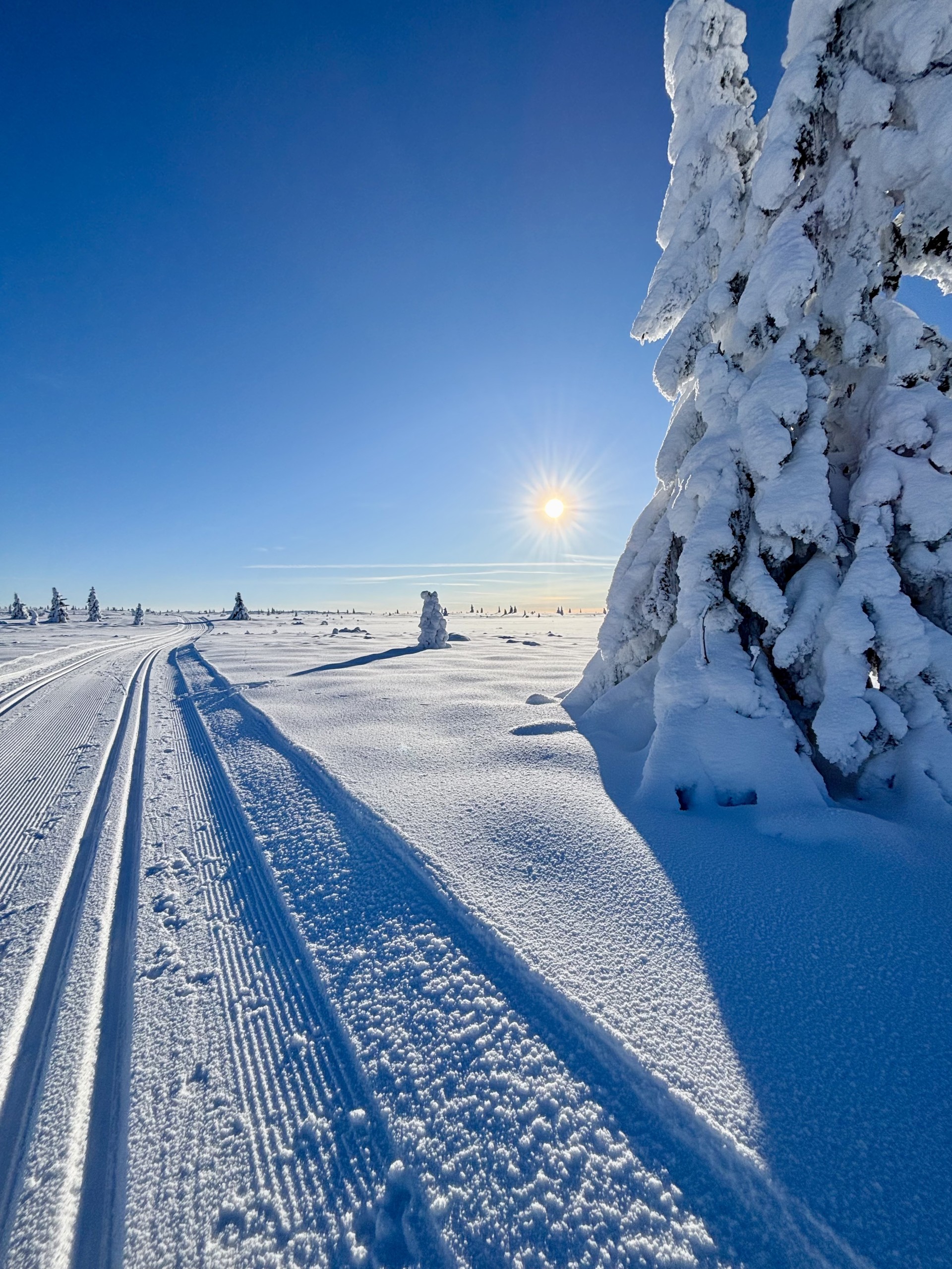 Breiset Mot Gribbe Vinterferie