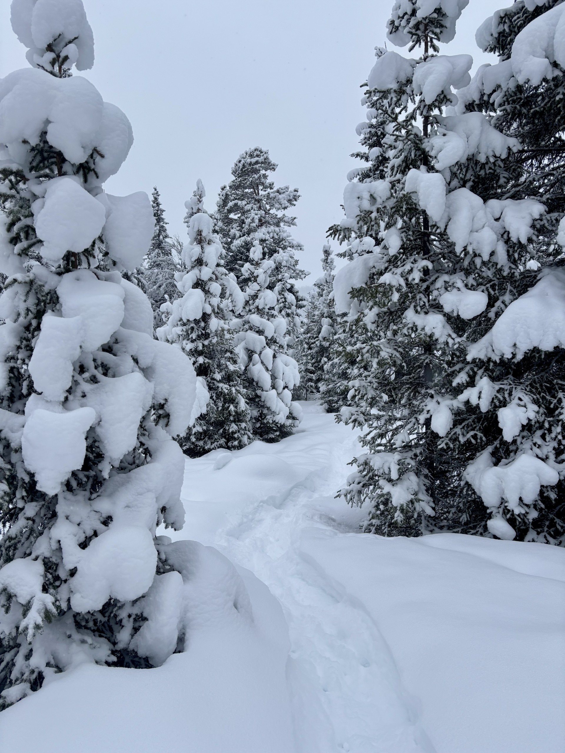 D0e9125a 3Bdd 4Cc6 9317 193842794B56 (1)